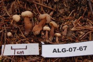  ( - TRTC156891)  @11 [ ] CreativeCommons - Attribution Non-Commercial Share-Alike (2010) Mycology Division, Royal Ontario Museum Royal Ontario Museum