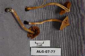  (Cortinarius cf. tasmacamphoratus - TRTC156901)  @11 [ ] CreativeCommons - Attribution Non-Commercial Share-Alike (2010) Mycology Division, Royal Ontario Museum Royal Ontario Museum