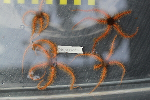  ( - NA097-018_019-05-A-BOL)  @11 [ ] CreativeCommons - Attribution Non-Commercial Share-Alike (2018) Tammy Norgard Ocean Exploration Trust, Northeast Pacific Seamount Expedition Partners