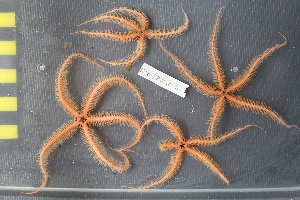  ( - NA097-018_019-05-A-BOL)  @11 [ ] CreativeCommons - Attribution Non-Commercial Share-Alike (2018) Tammy Norgard Ocean Exploration Trust, Northeast Pacific Seamount Expedition Partners