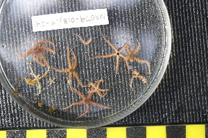  ( - NA097-018_019-04-A-BOL)  @11 [ ] CreativeCommons - Attribution Non-Commercial Share-Alike (2018) Tammy Norgard Ocean Exploration Trust, Northeast Pacific Seamount Expedition Partners