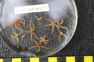  ( - NA097-018_019-04-A-BOL)  @11 [ ] CreativeCommons - Attribution Non-Commercial Share-Alike (2018) Tammy Norgard Ocean Exploration Trust, Northeast Pacific Seamount Expedition Partners