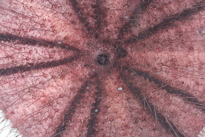  ( - NA097-044-01-A-BOL)  @11 [ ] CreativeCommons - Attribution Non-Commercial Share-Alike (2018) Tammy Norgard Ocean Exploration Trust, Northeast Pacific Seamount Expedition Partners