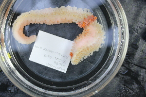  ( - NA097-061-01-A-BOL)  @11 [ ] CreativeCommons - Attribution Non-Commercial Share-Alike (2018) Tammy Norgard Ocean Exploration Trust, Northeast Pacific Seamount Expedition Partners