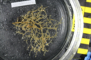 ( - NA097-085-05-A-BOL)  @11 [ ] CreativeCommons - Attribution Non-Commercial Share-Alike (2018) Tammy Norgard Ocean Exploration Trust, Northeast Pacific Seamount Expedition Partners