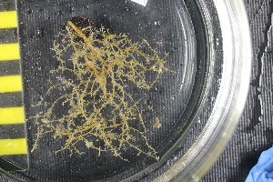  ( - NA097-085-05-A-BOL)  @11 [ ] CreativeCommons - Attribution Non-Commercial Share-Alike (2018) Tammy Norgard Ocean Exploration Trust, Northeast Pacific Seamount Expedition Partners