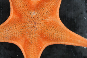  ( - NA097-143-01-A-BOL)  @11 [ ] CreativeCommons - Attribution Non-Commercial Share-Alike (2018) Tammy Norgard Ocean Exploration Trust, Northeast Pacific Seamount Expedition Partners