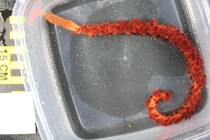  ( - NA097-160-01-A-BOL)  @11 [ ] CreativeCommons - Attribution Non-Commercial Share-Alike (2018) Tammy Norgard Ocean Exploration Trust, Northeast Pacific Seamount Expedition Partners