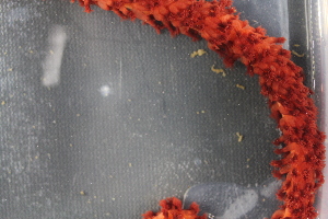  ( - NA097-160-01-A-BOL)  @11 [ ] CreativeCommons - Attribution Non-Commercial Share-Alike (2018) Tammy Norgard Ocean Exploration Trust, Northeast Pacific Seamount Expedition Partners