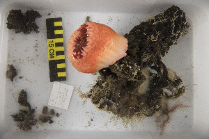  ( - NA097-175-03-A-BOL)  @11 [ ] CreativeCommons - Attribution Non-Commercial Share-Alike (2018) Tammy Norgard Ocean Exploration Trust, Northeast Pacific Seamount Expedition Partners