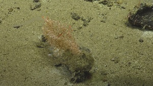  (Zibrowius - NA097-002-01-A-BOL)  @11 [ ] CreativeCommons - Attribution Non-Commercial Share-Alike (2018) Tammy Norgard Ocean Exploration Trust, Northeast Pacific Seamount Expedition Partners