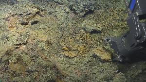  ( - NA097-018_019-05-A-BOL)  @11 [ ] CreativeCommons - Attribution Non-Commercial Share-Alike (2018) Tammy Norgard Ocean Exploration Trust, Northeast Pacific Seamount Expedition Partners