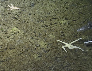  ( - NA097-030-01-A-BOL)  @11 [ ] CreativeCommons - Attribution Non-Commercial Share-Alike (2018) Tammy Norgard Ocean Exploration Trust, Northeast Pacific Seamount Expedition Partners