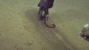  ( - NA097-160-01-A-BOL)  @11 [ ] CreativeCommons - Attribution Non-Commercial Share-Alike (2018) Tammy Norgard Ocean Exploration Trust, Northeast Pacific Seamount Expedition Partners