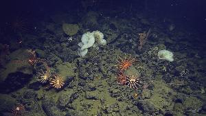  ( - NA097-167-01-A-BOL)  @11 [ ] CreativeCommons - Attribution Non-Commercial Share-Alike (2018) Tammy Norgard Ocean Exploration Trust, Northeast Pacific Seamount Expedition Partners