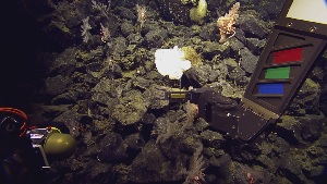  ( - NA097-168-01-A-BOL)  @11 [ ] CreativeCommons - Attribution Non-Commercial Share-Alike (2018) Tammy Norgard Ocean Exploration Trust, Northeast Pacific Seamount Expedition Partners