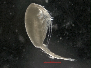  ( - IOS2014011-002)  @11 [ ] CreativeCommons - Attribution Non-Commercial Share-Alike (2019) R. John Nelson Fisheries and Oceans Canada