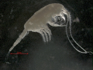  ( - IOS2014011-004)  @11 [ ] CreativeCommons - Attribution Non-Commercial Share-Alike (2019) R. John Nelson Fisheries and Oceans Canada
