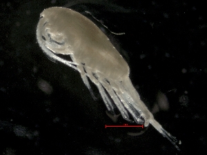  ( - IOS2014011-005)  @11 [ ] CreativeCommons - Attribution Non-Commercial Share-Alike (2019) R. John Nelson Fisheries and Oceans Canada