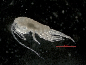  ( - IOS2014011-013)  @11 [ ] CreativeCommons - Attribution Non-Commercial Share-Alike (2019) R. John Nelson Fisheries and Oceans Canada