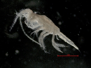  ( - IOS2014011-014)  @11 [ ] CreativeCommons - Attribution Non-Commercial Share-Alike (2019) R. John Nelson Fisheries and Oceans Canada