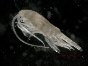  ( - IOS2014011-017)  @11 [ ] CreativeCommons - Attribution Non-Commercial Share-Alike (2019) R. John Nelson Fisheries and Oceans Canada