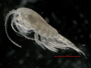  ( - IOS2014011-018)  @11 [ ] CreativeCommons - Attribution Non-Commercial Share-Alike (2019) R. John Nelson Fisheries and Oceans Canada