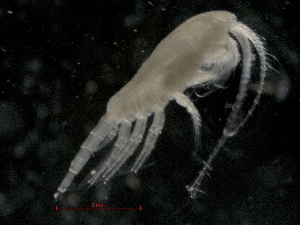  ( - IOS2014011-020)  @11 [ ] CreativeCommons - Attribution Non-Commercial Share-Alike (2019) R. John Nelson Fisheries and Oceans Canada