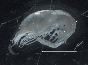  (Hymenodora glacialis - IOS2014011-102)  @11 [ ] CreativeCommons - Attribution Non-Commercial Share-Alike (2019) R. John Nelson Fisheries and Oceans Canada
