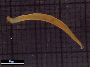  ( - IOS2016016-001)  @11 [ ] CC - Attribution Non-Commercial Share-Alike (2022) Julian Smith DFO