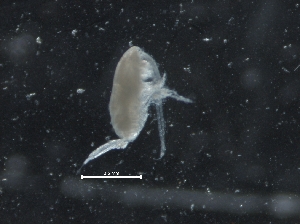  ( - IOS2018034-176)  @11 [ ] CreativeCommons - Attribution Non-Commercial Share-Alike (2019) R. John Nelson Fisheries and Oceans Canada