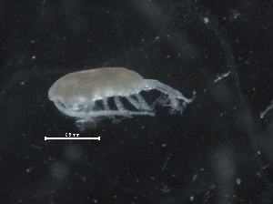  ( - IOS2018034-178)  @11 [ ] CreativeCommons - Attribution Non-Commercial Share-Alike (2019) R. John Nelson Fisheries and Oceans Canada