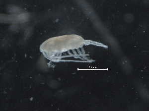  ( - IOS2018034-180)  @11 [ ] CreativeCommons - Attribution Non-Commercial Share-Alike (2019) R. John Nelson Fisheries and Oceans Canada