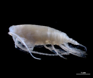  (Lophothrix - IOS2018034-601)  @11 [ ] CC - Attribution Non-Commercial Share-Alike (2024) Julian Smith DFO