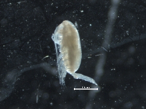  ( - IOS2019044-021)  @11 [ ] CreativeCommons - Attribution Non-Commercial Share-Alike (2019) R. John Nelson Fisheries and Oceans Canada