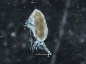  ( - IOS2019044-022)  @11 [ ] CreativeCommons - Attribution Non-Commercial Share-Alike (2019) R. John Nelson Fisheries and Oceans Canada