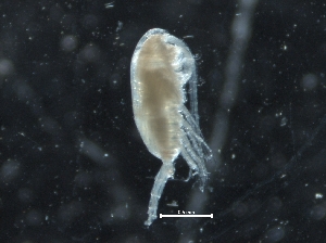  ( - IOS2019044-023)  @11 [ ] CreativeCommons - Attribution Non-Commercial Share-Alike (2019) R. John Nelson Fisheries and Oceans Canada