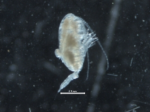  ( - IOS2019044-031)  @11 [ ] CreativeCommons - Attribution Non-Commercial Share-Alike (2019) R. John Nelson Fisheries and Oceans Canada