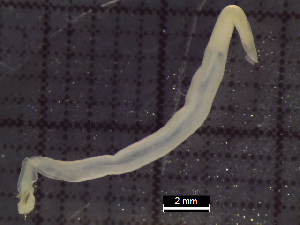  ( - IOS2021036-054)  @11 [ ] CC - Attribution Non-Commercial Share-Alike (2022) Julian Smith DFO