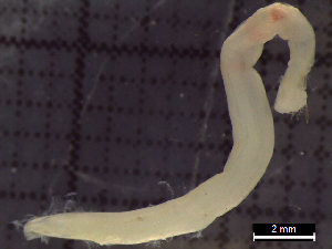  ( - IOS2021036-055)  @11 [ ] CC - Attribution Non-Commercial Share-Alike (2022) Julian Smith DFO