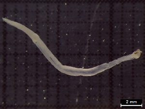  ( - IOS2022008-026)  @11 [ ] CC - Attribution Non-Commercial Share-Alike (2022) Julian Smith DFO