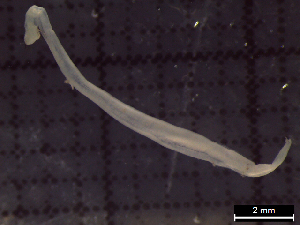  ( - IOS2022008-027)  @11 [ ] CC - Attribution Non-Commercial Share-Alike (2022) Julian Smith DFO