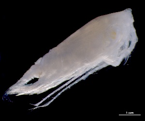  (Euchirella grandicornis - IOS2023026-017)  @11 [ ] CC - Attribution Non-Commercial Share-Alike (2024) Julian Smith DFO