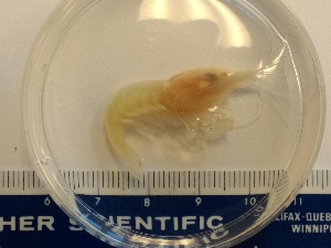  (Alvinocaris - J799-N224-4)  @11 [ ] CreativeCommons - Attribution Non-Commercial Share-Alike (2018) R. John Nelson University of Victoria