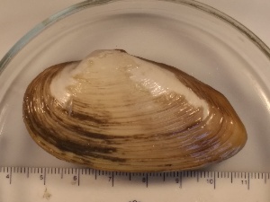  (Archivesica diagonalis - R1943-J220-2)  @11 [ ] CreativeCommons - Attribution Non-Commercial Share-Alike (2018) R. John Nelson University of Victoria