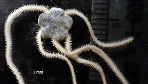  ( - RE-Amphio_Tyler)  @11 [ ] CreativeCommons Attribution (by) (2025) Richard Emlet Oregon Institute of Marine Biology