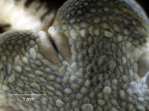  ( - RE-Amphio_Tyler)  @11 [ ] CreativeCommons Attribution (by) (2025) Richard Emlet Oregon Institute of Marine Biology