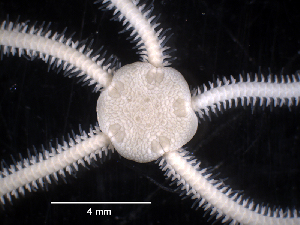  ( - MMB15)  @11 [ ] CreativeCommons Attribution (by) (2025) Richard Emlet Oregon Institute of Marine Biology