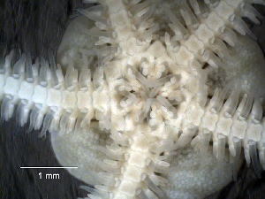  ( - MMB15)  @11 [ ] CreativeCommons Attribution (by) (2025) Richard Emlet Oregon Institute of Marine Biology