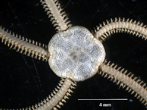  (Amphiodia periercta - MMB18)  @11 [ ] CreativeCommons Attribution (by) (2025) Richard Emlet Oregon Institute of Marine Biology